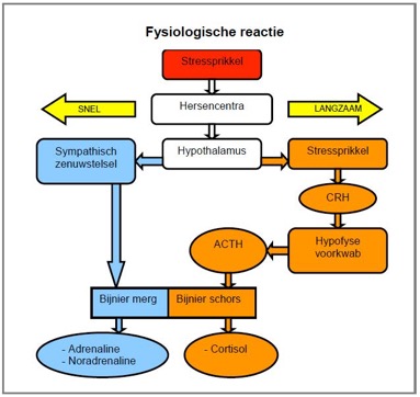 Fysiologische reactie